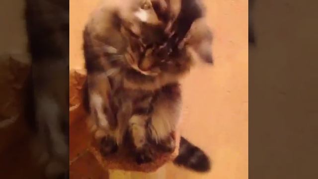 ДРЕССИРОВКА КОТА.Кот, мейн кун Купер дает лапу смотреть онлайн
