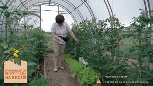 Агрохолдинг Поиск. Советы селекционера по томатам.