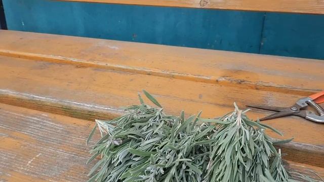 Осеннее размножение лаванды, черенками в теплице. смотреть онлайн