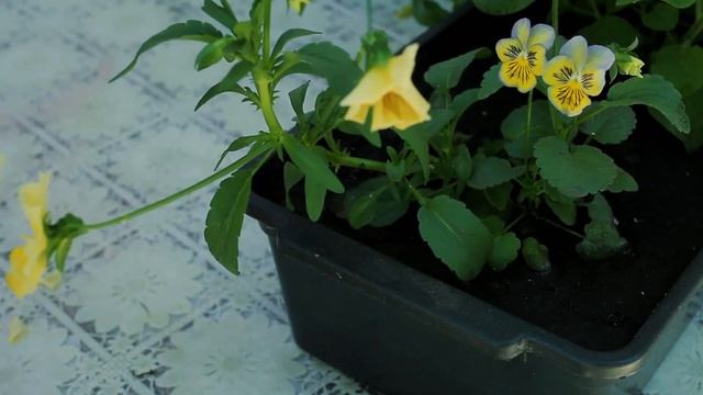 Орхидеи цветут круглый год. Петуния. Виола. Эустома. Цветы для сада. смотреть онлайн