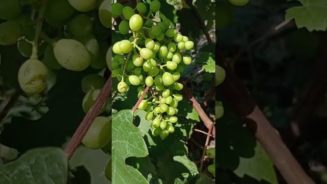 Клубничный на 02.07.2021 г. смотреть онлайн