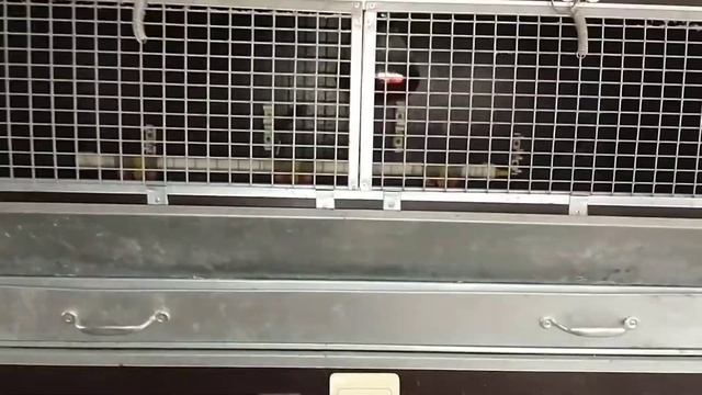 Брудер для перепелят и цыплят // На что надо обратить внимание при выборе брудера смотреть онлайн