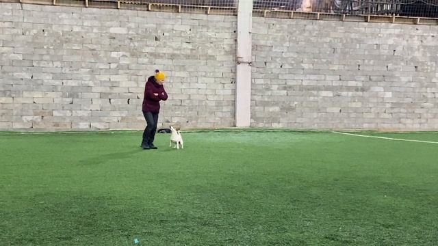 Танцы с собаками Dog dance Тимошина Светлана & Гувер.Танец"А я милого узнаю..."Тренировка 23.01.202 смотреть онлайн