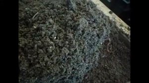 Количество червя на ящик/Разведение червя дендробена