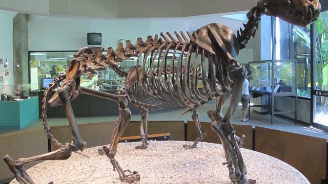 Why There Are No Lions In North America?