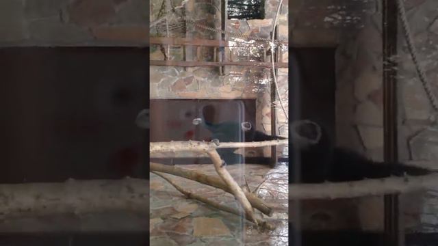Зоопарк Мадагаскар,смешные обезьянки, еноты смотреть онлайн