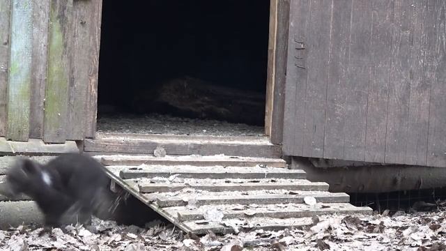 ДОМИК БЕРЛОГА "Мохнатая Команда-2021 /DEN HOUSE " Furry Team-2021 смотреть онлайн