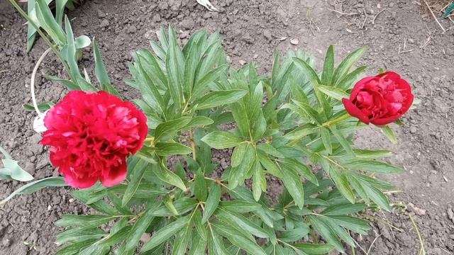 ПИОН ТЁМНО КРАСНЫЙ 2020 ГОД.РАННИЙ ПИОН. смотреть онлайн