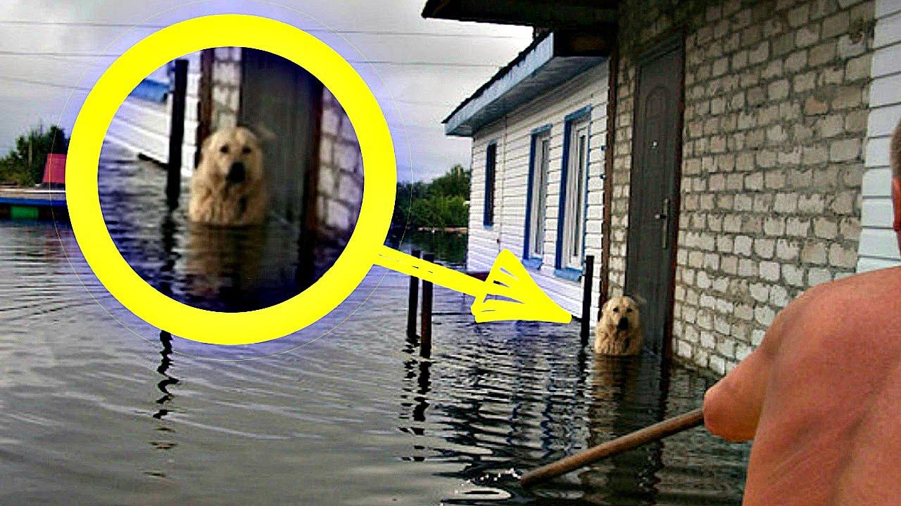 7 ТРОГАТЕЛЬНЫХ ИСТОРИЙ СОБАК В КОТОРЫЕ СЛОЖНО ПОВЕРИТЬ смотреть онлайн