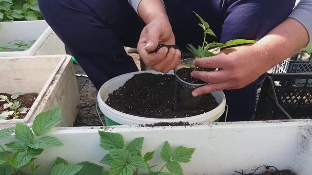 Перевалка молодых растений в стаканчики (с заложенного маточного корня) смотреть онлайн
