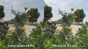 Sharp Aquos R8 Pro vs iPhone 14 Pro Max Camera Test
