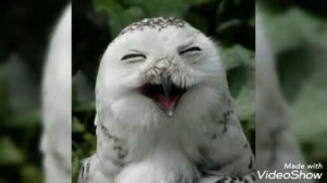 СМЕШНОЕ ВИДЕО "УЛЫБКИ ЖИВОТНЫХ" ???????#хорошеенастроение