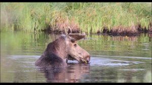ЭКОЛОГИЧЕСКИЕ ФАКТОРЫ  УСЛОВИЯ СРЕДЫ