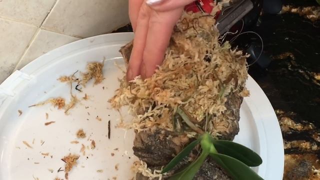Пересадка орхидеи на блок, кору. Японская орхидея Sedirea japonica. Расширяю пространство орхидеям. смотреть онлайн