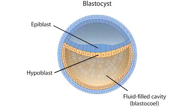 Gastrulation and Neurulation. Embryology. Early Embryogenesis. Animation. смотреть онлайн