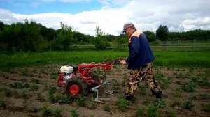 Мотоблок МТЗ Беларус-09н  Культивация от сорняков .