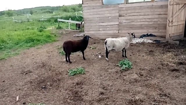 КФХ"Меньшиков" смотреть онлайн