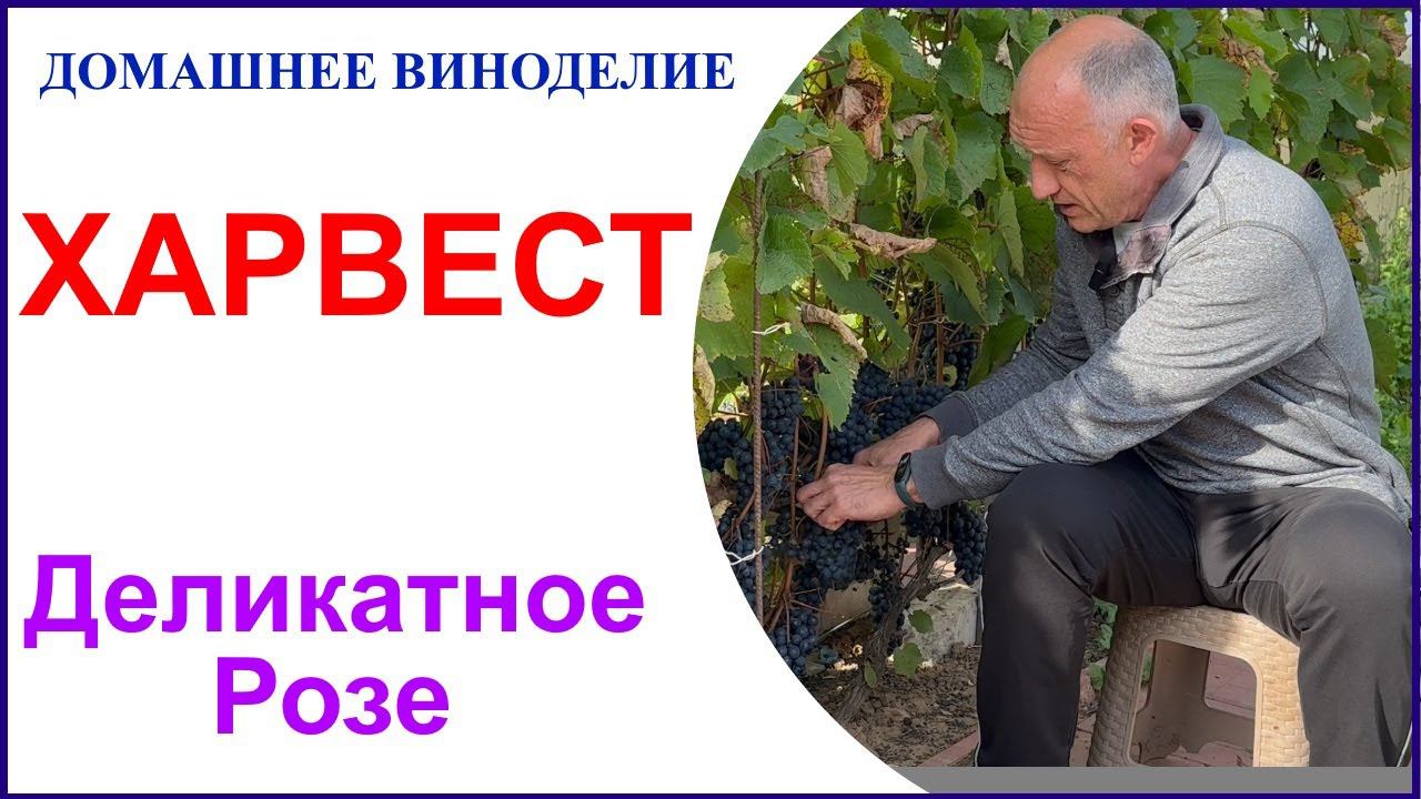 Харвест 2023. Праздник сбора урожая и немного о планах смотреть онлайн