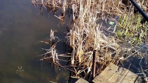 Как поймать РОТАНА | ТРОФЕЙНОГО Весной Летом Зимой в любом водоеме