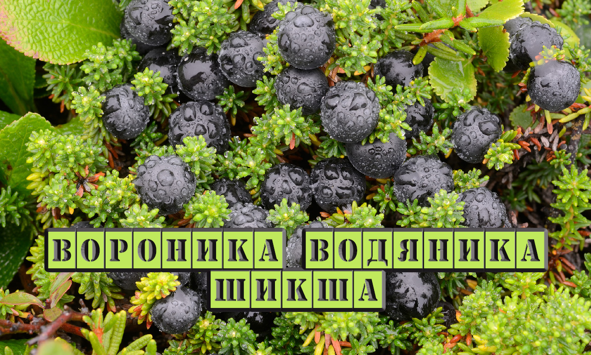 Вороника от эпилепсии, цинги, гастрита. Лечебные свойства.