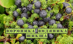 Вороника от эпилепсии, цинги, гастрита. Лечебные свойства.