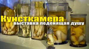 Кунсткамера в Санкт-Петербурге  Такого вы не видели, выставка леденящая душу!