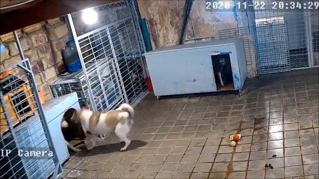 Алекс летает))) смотреть онлайн