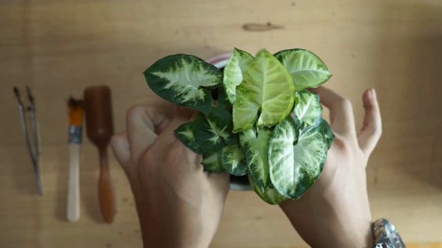 Syngonium podophyllum repot смотреть онлайн
