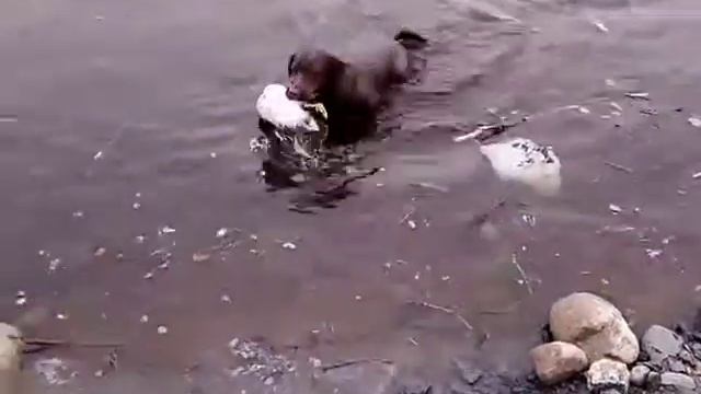 Лабрадор, учимся подавать утку! смотреть онлайн