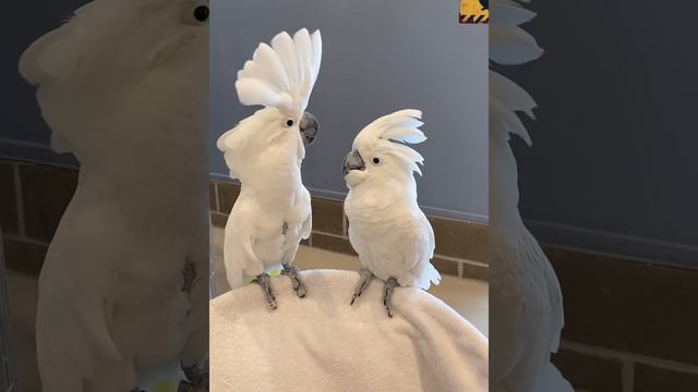 Cockatoos Dancing!