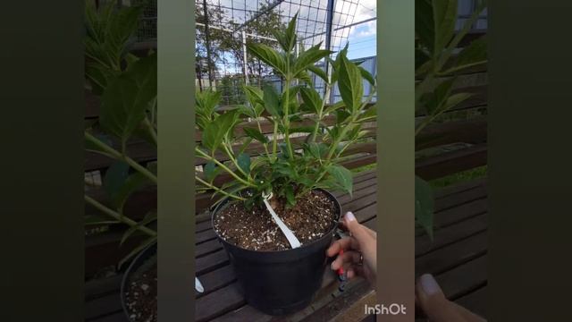 Формирующая обрезка гортензии Dolly (Долли). смотреть онлайн