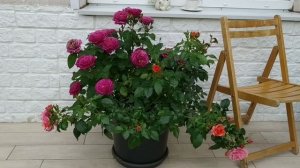 РОЗЫ В ГОРШКАХ, как выращивать и ухаживать, КРАСОТА НА ТЕРРАСЕ.