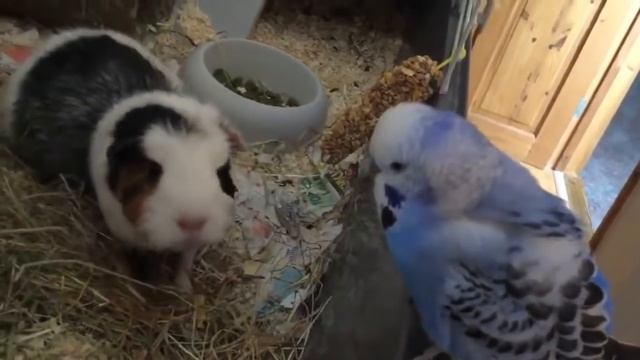 Budgie And Guniea Best Friends
