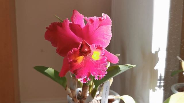 Rhyncholaeliocattleya Rlc. Edisto Newberry, A Magenta Red Cattleya Orchid Growing & Blooming Indoor