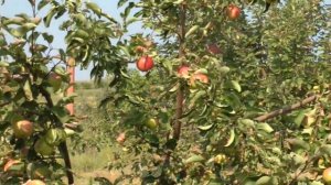 яблоня Жигулевское