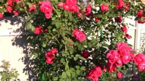 Цветение розы Paul's Scarlet Climber. 26.06.18