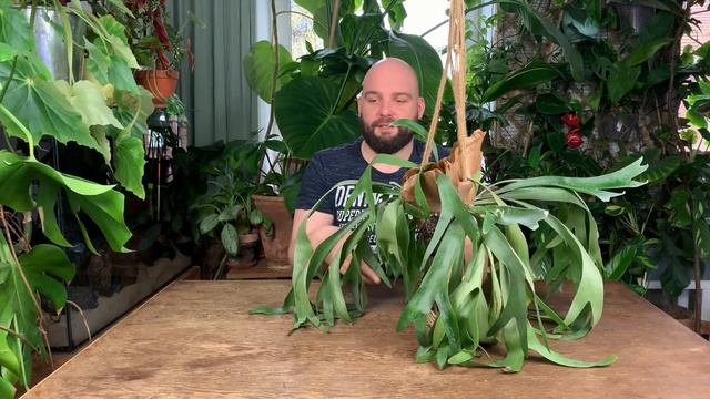 Łosie rogi - platycerium bifurcatum - płaskla łosioroga. Jak uprawiam swoje bez doniczki. смотреть онлайн