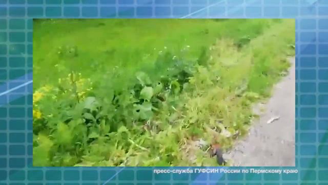 Патрульная рубрика от 25-06-20 смотреть онлайн