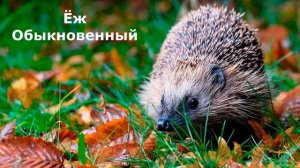 Животные Урала / Animals of the Urals