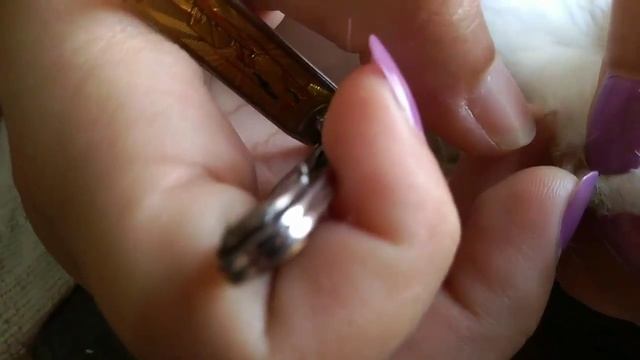 Rabbit nail clipping/How to clip your pet rabbit's nails/How to cut rabbit's nails/rabbit nail trim смотреть онлайн