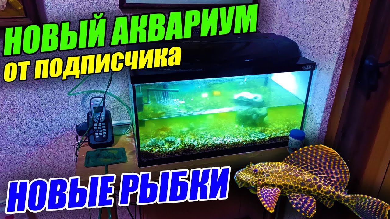 Новинки на рыборазводне! НОВЫЙ АКВАРИУМ ОТ ПОДПИСЧИКА! смотреть онлайн