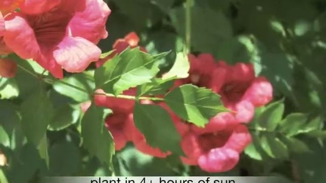 Campsis radicans Trumpet vine смотреть онлайн
