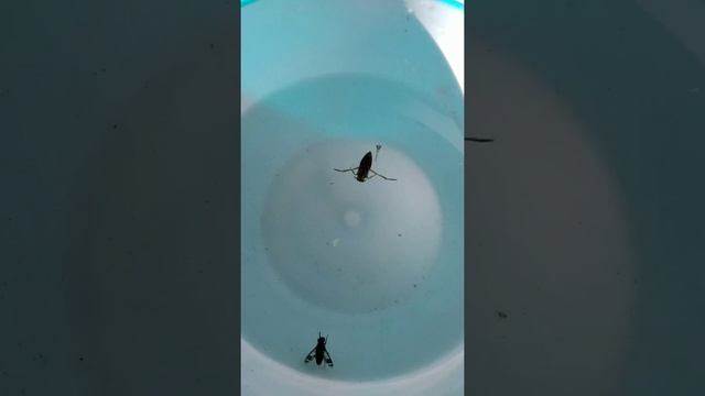 Завели домашнее животное???Жук плавунец смотреть онлайн