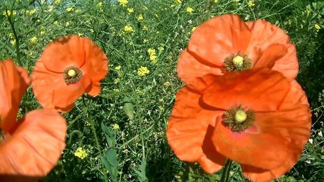 СИЛЬНЫЙ ОБЕРЁГ ОТ ВСЕХ ВРАГОВ И НЕДРУГОВ !! смотреть онлайн