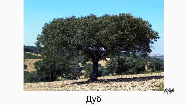 Природа, Лес Раннее развитие смотреть онлайн