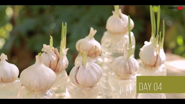 How to grow garlic in plastic Bottles смотреть онлайн