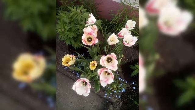 моя дача 2017. крупноцветковые георгины. лилии смотреть онлайн