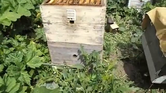 чтобы рой не улетел из роевой семьи - отсаживаю матку в отводок смотреть онлайн