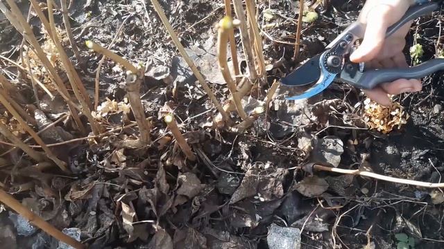 Вы хотите больших шапок у гортензий?! Обрезаем древовидные гортензии. Аннабель и Пинк Аннабель. смотреть онлайн