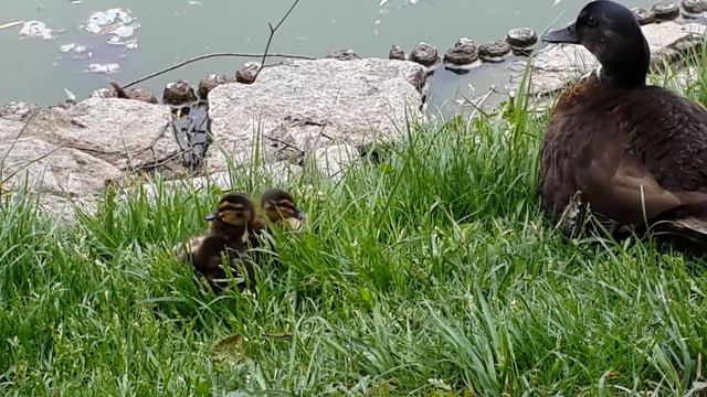 Утятки в парке смотреть онлайн